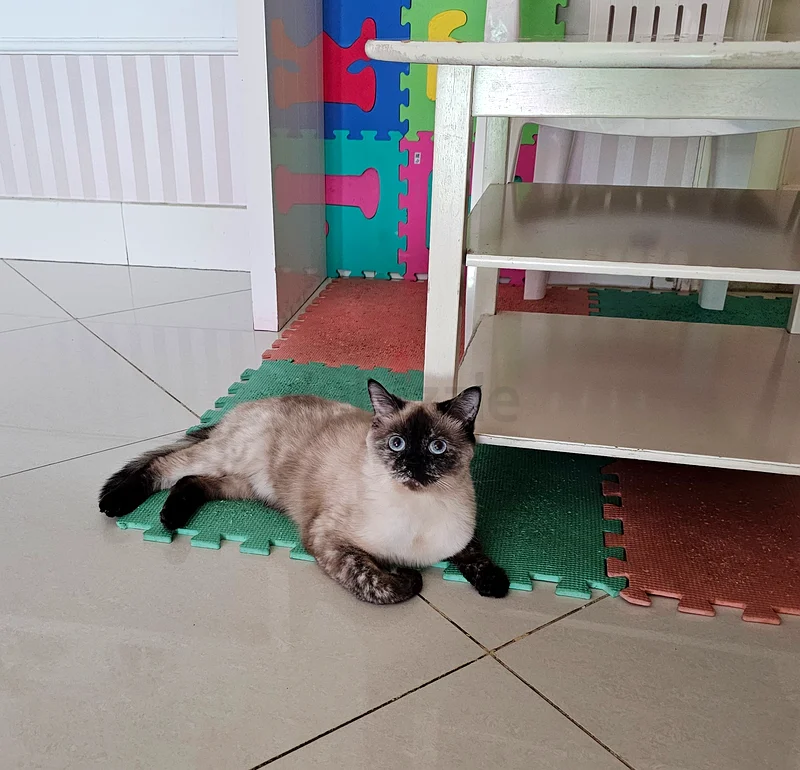 2 years old home cats for adoption