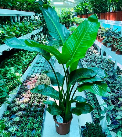 Strelizia Nikolai ~ Indoor