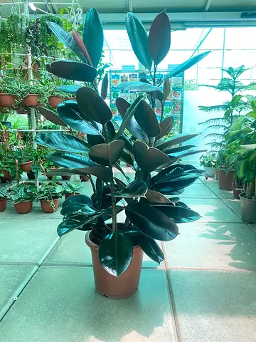 Rubber Plant ~ Indoor