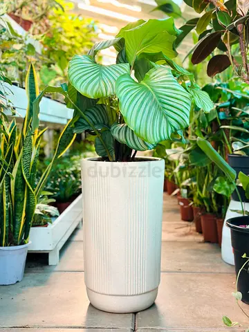 Calathea Orbifolia With White Ceramic Pot