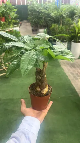 Pachira twisted ~ Indoor Plant