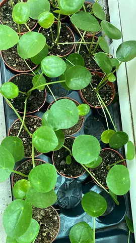 Pilea ~ Chinese Money Plant ~ Indoor Plant