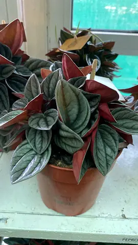Peperomia ~ Indoor Plant