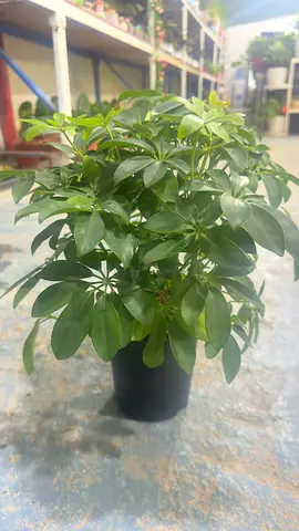 Dwarf umbrella tree ~ Indoor Plant