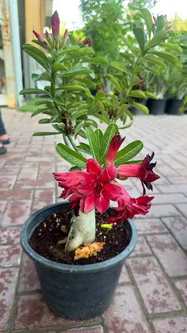 Desert Rose Grafted ~ 60cm