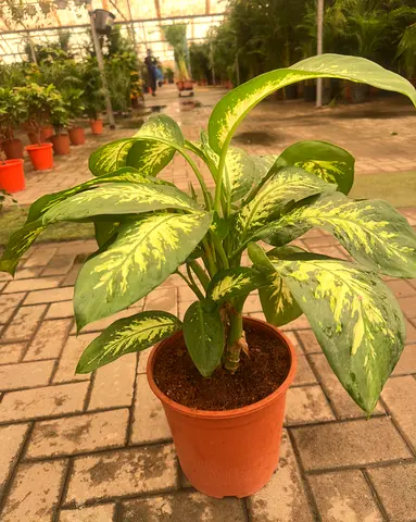 Dieffenbachia seguine ~ Indoor Plant ~ 50/60cm