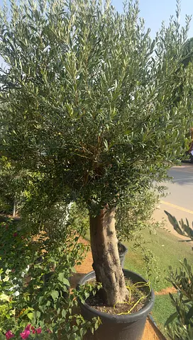 Olive Tree ~ Spain ~ 1.8/2m Height