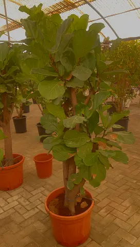 Fiddle Leaf ~ Indoor Plant