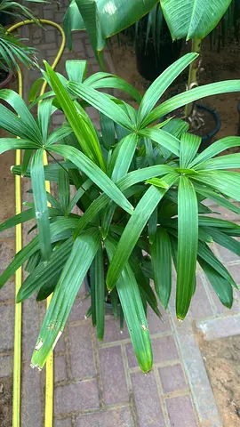 Broadleaf lady palm ~ Rhapis excelsa