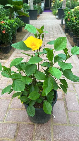 Hibiscus ~  rosa-sinensis ~ Outdoor Plant