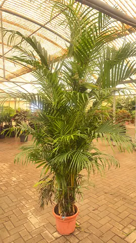 Areca Palm ~ 300cm ~ Indoor Plant