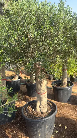Olive Tree ~ Spain ~ 1.8m / 2m