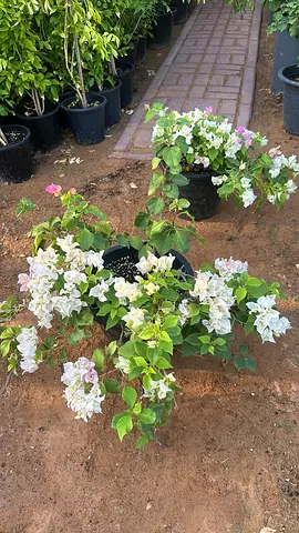 Bougainvillea White ~ Outdoor Plant