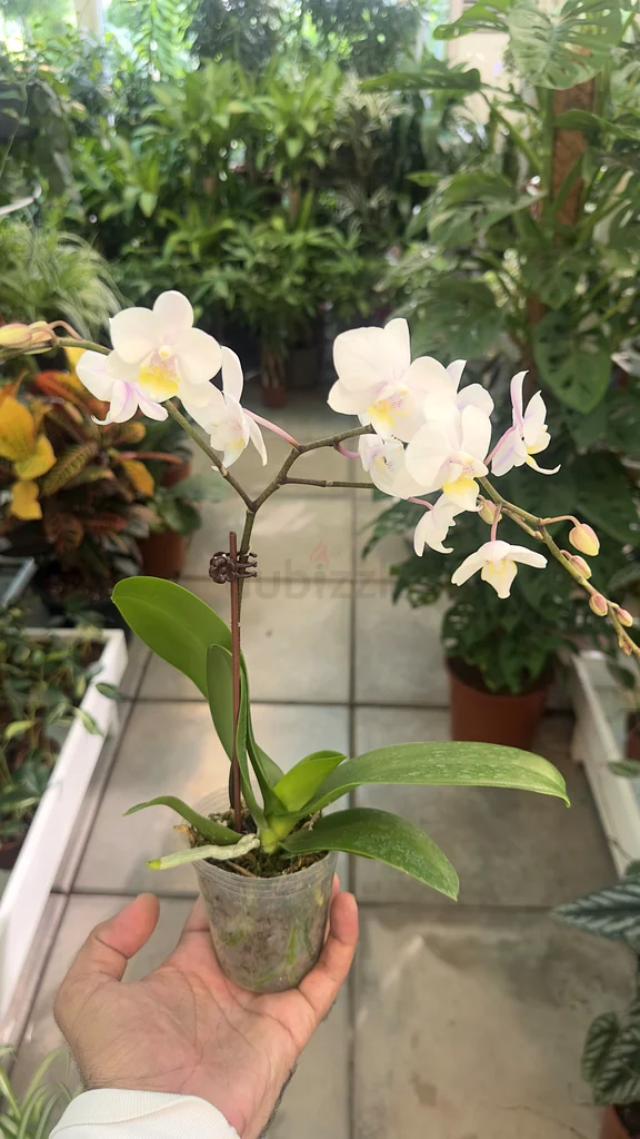 Orchid ~ Indoor Flower ~ Small63219824473858111