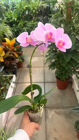Orchid ~ Indoor Flower ~ Small