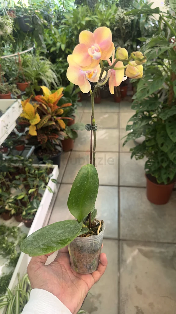 Orchid ~ Indoor Flower ~ Small63219824473858113