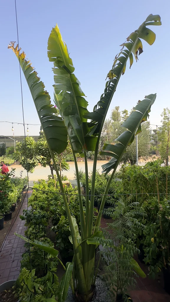 Ravenala ~ 5/6m ~ Traveler Palm63219335687169114
