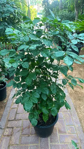 Radermachera Sinica ~ Outdoor Plant ~ 80 Cm