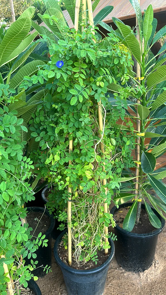 Asian Pigeonwings ~ Outdoor Creeper ~ 120cm63219824486787111