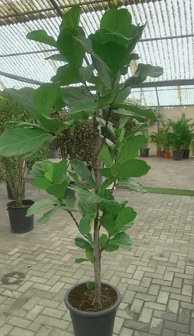 Fiddle Leaf Fig ~ Indoor Plant ~ 2.5/3m