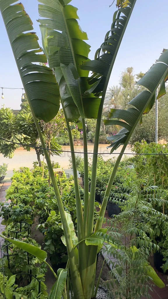 Ravenala ~ 5/6m ~ Traveler Palm63219335687169113