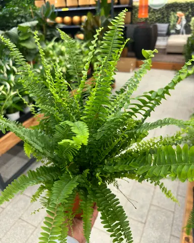 Boston Fern ~ 20/30cm ~ Indoor PlantOrchid ~ Indoor Flower ~ Small