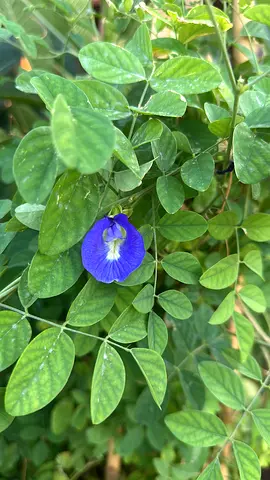 Asian Pigeonwings ~ Outdoor Creeper ~ 120cm