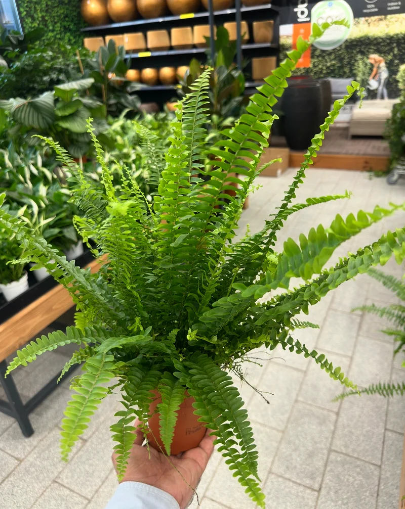 Boston Fern ~ 20/30cm ~ Indoor Plant63219824480257111