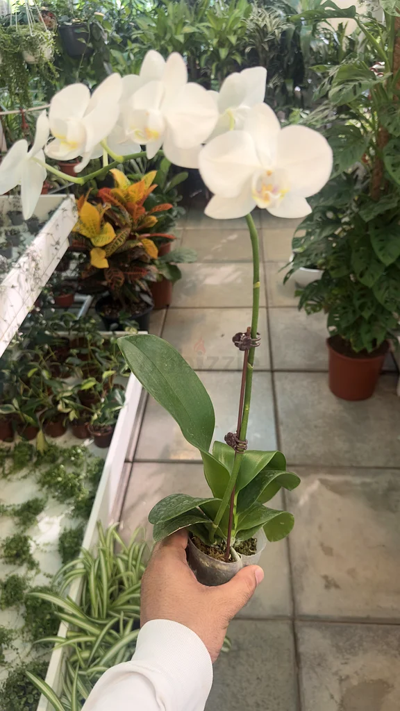 Orchid ~ Indoor Flower ~ Small63219824473858114