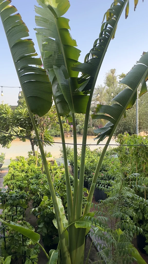 Ravenala ~ 5/6m ~ Traveler Palm63219335687169111