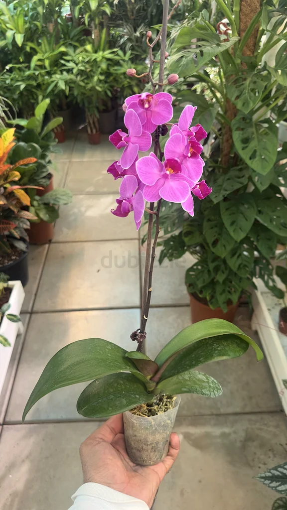 Orchid ~ Indoor Flower ~ Small63219824473858112