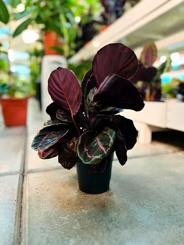 Calathea roseopicta ~ Indoor Plant ~ Holland ~ 30/40 Cm