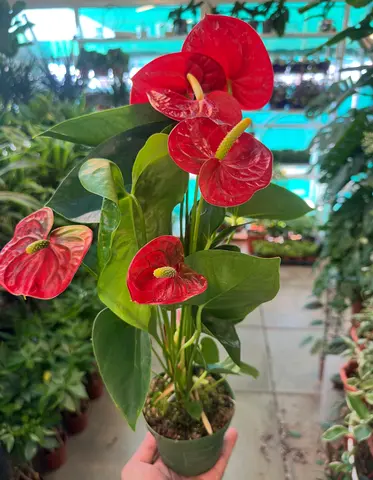 Anthurium Red ~ 40cm ~ Indoor Plant ~ Holland