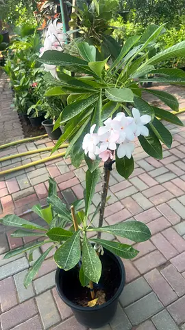 Plumeria Pink Variegated ~ Outdoor Plant