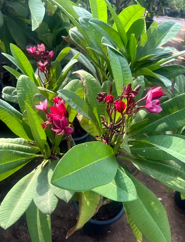 Plumeria Red