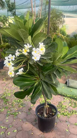 Plumeria ~ Outdoor Plant