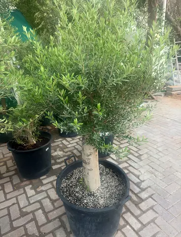 Olive Tree ~ Spain ~ 1.6/1.8m