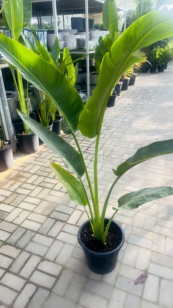 Traveler Palm ~ 1m63189120443649111