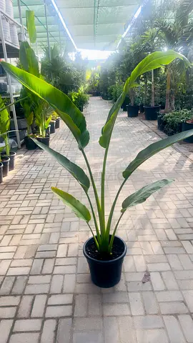 Traveler Palm ~ 1m