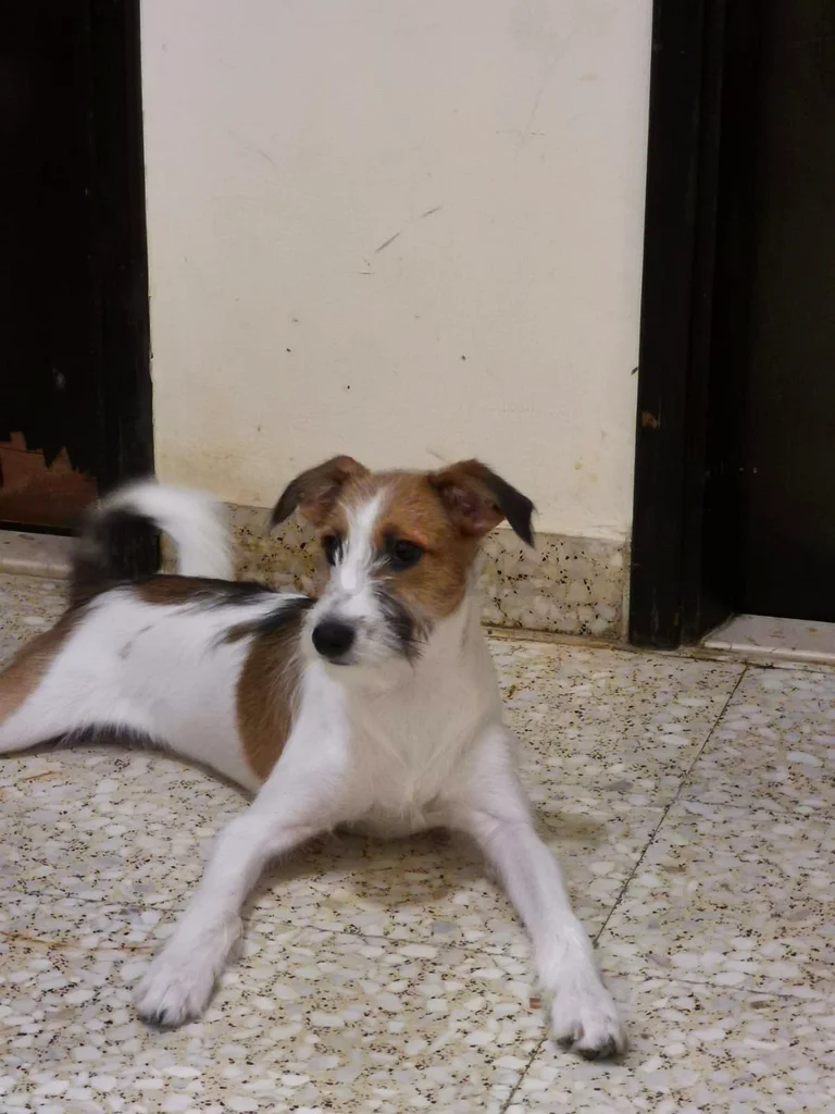 5 month old puppy for free adoption