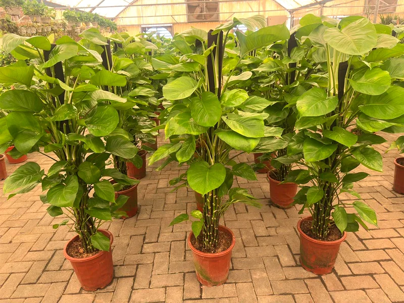 Money Plant ~ 120 Cm ~ Indoor Plant63220326267650111