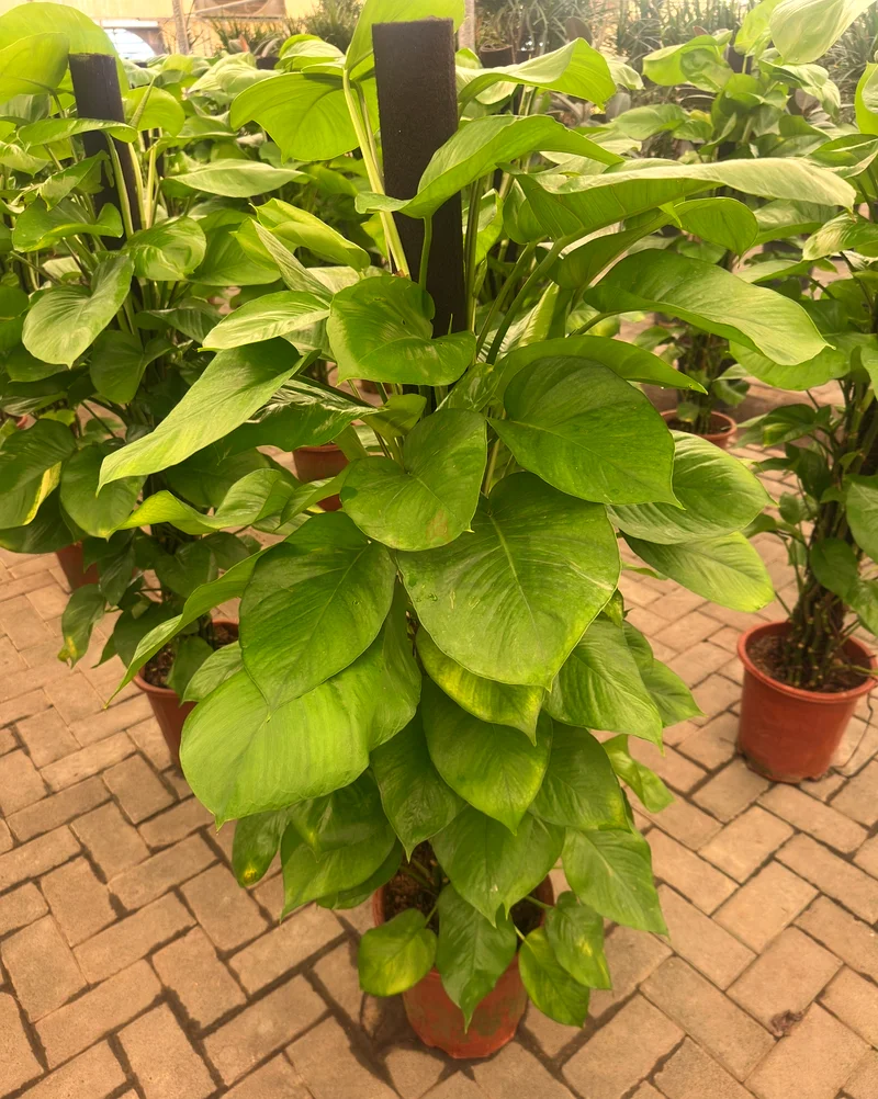 Money Plant ~ 120 Cm ~ Indoor Plant63220326267650112