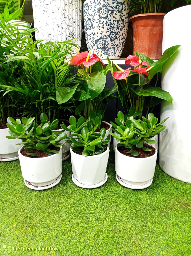 Indoor plants63219824427393113