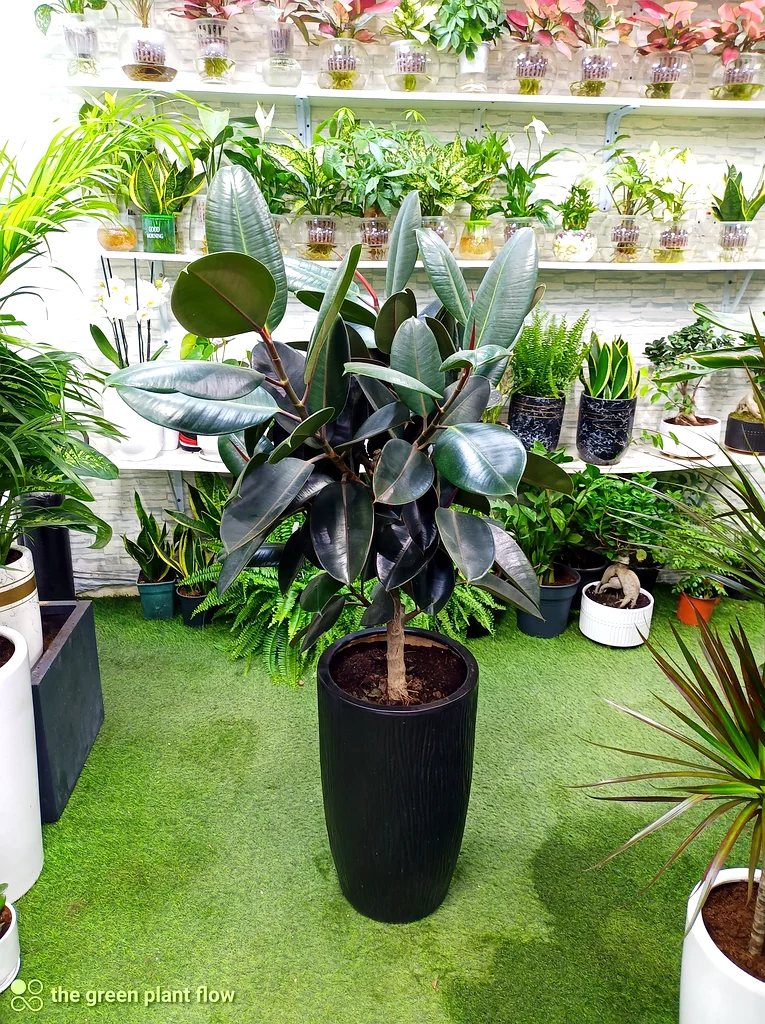 Indoor plants63219824427393111