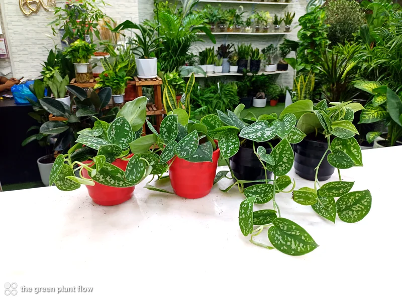 Indoor plants63219824427393114