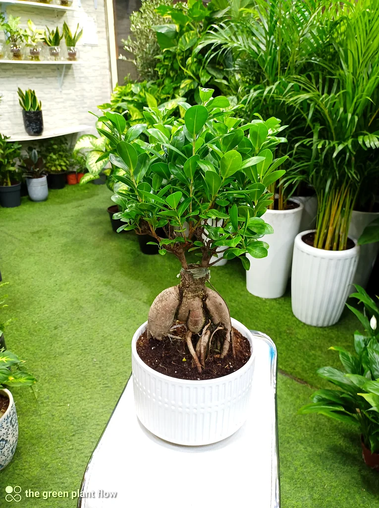 Indoor plants63219824427393112