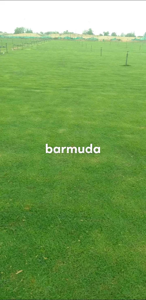 Natrul Grass63220827877763114