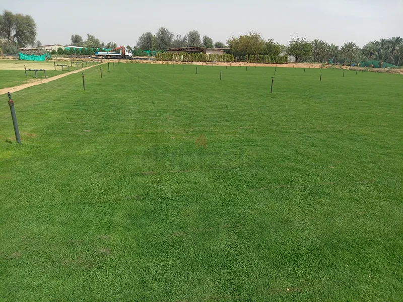 Natrul Grass63220827877763112