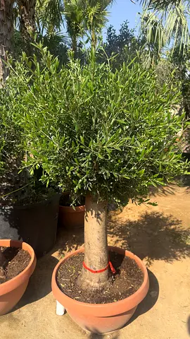 Olive Tree ~ 1m ~ Spainish