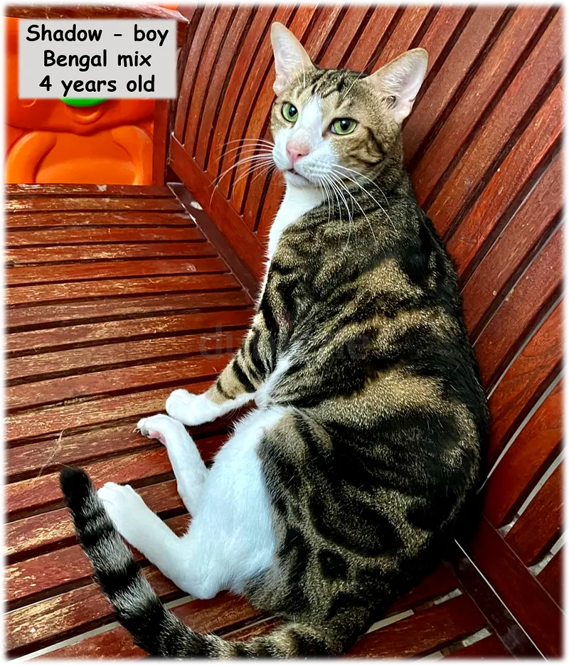 Is There a Place in Your Heart for a Rescued Cat?